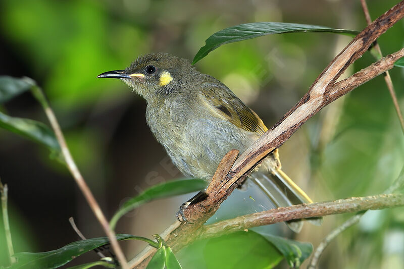 Yellow-spotted Honeyeater