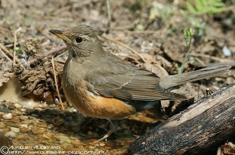 Merle à flancs roux, identification