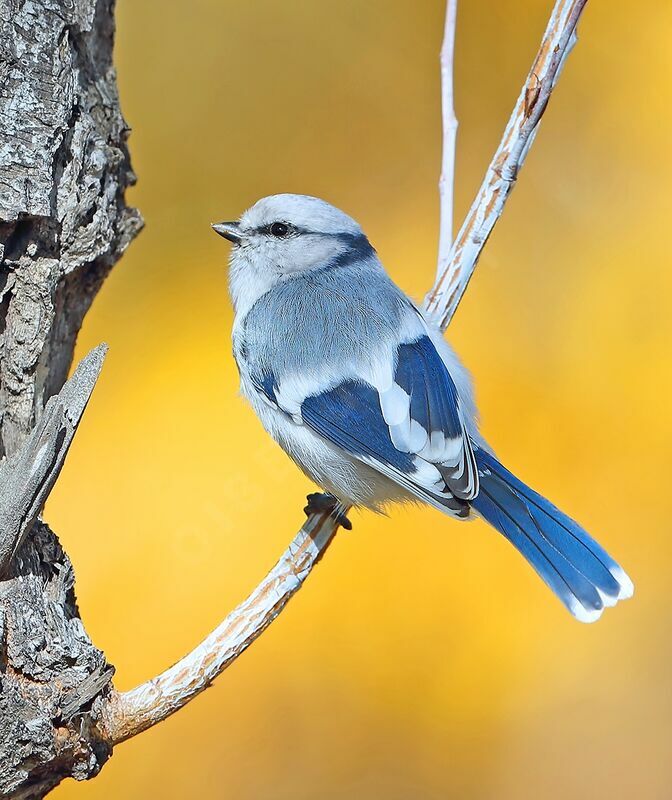 Azure Titadult, identification