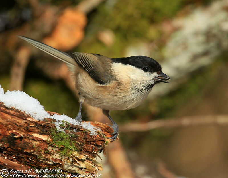 Mésange boréale