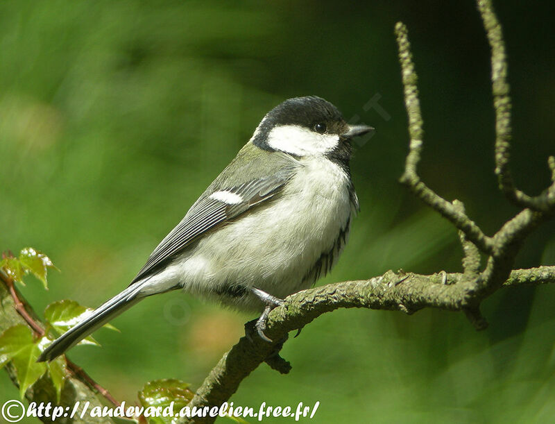 Great Tit female adult breeding