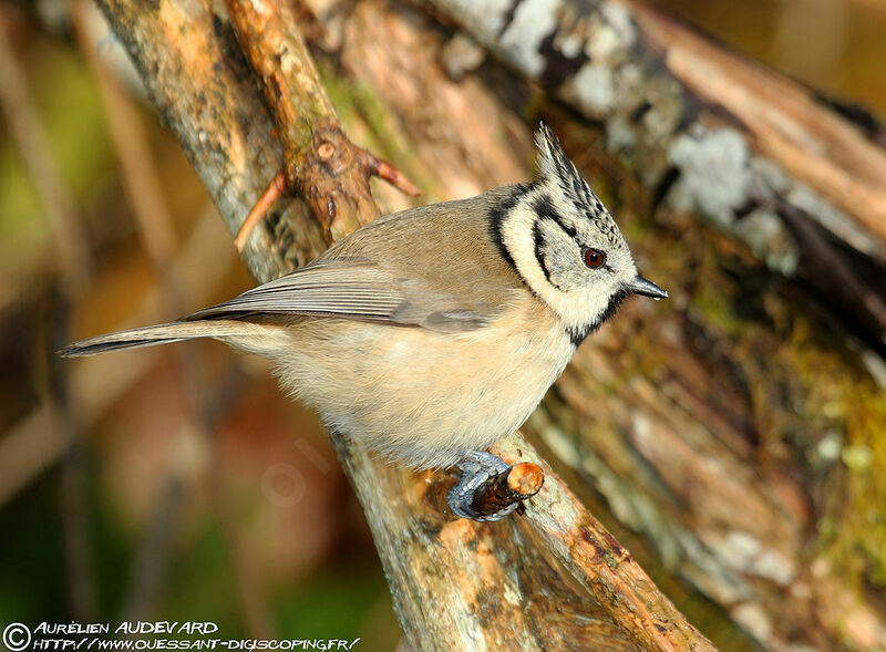 Mésange huppée