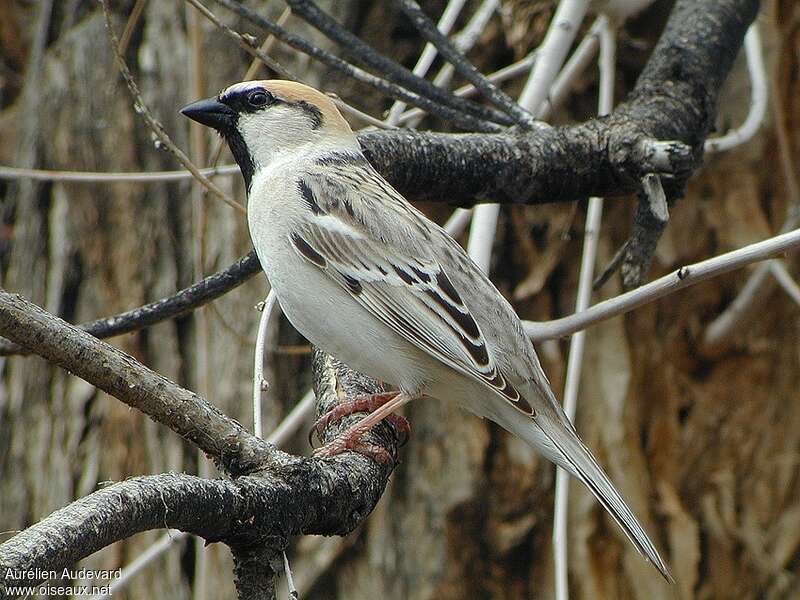 Moineau des saxaouls mâle adulte nuptial, identification