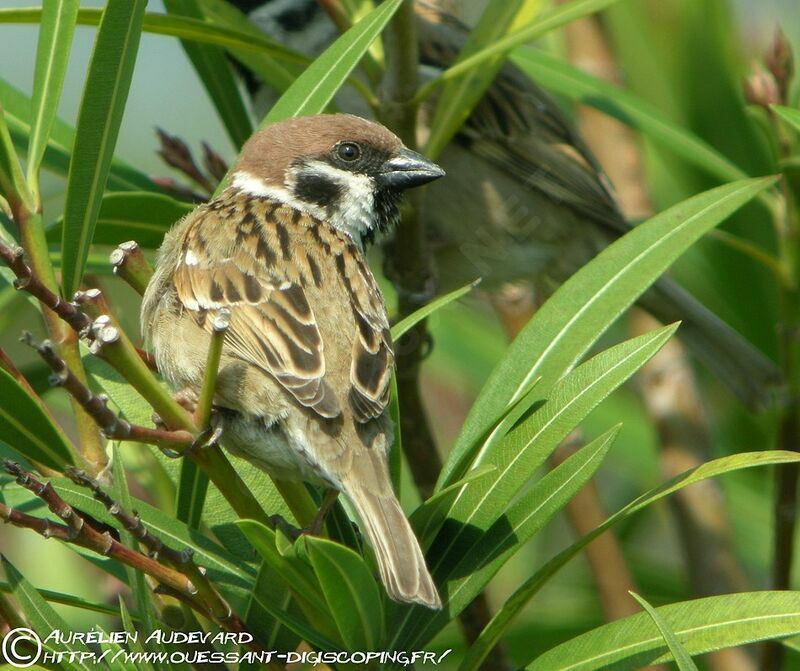 Eurasian Tree Sparrowadult, identification