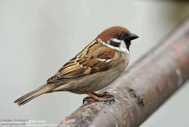 Eurasian Tree Sparrow, identification