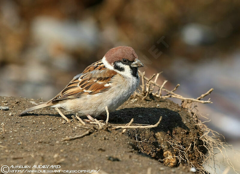 Eurasian Tree Sparrow