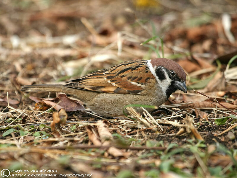 Eurasian Tree Sparrow