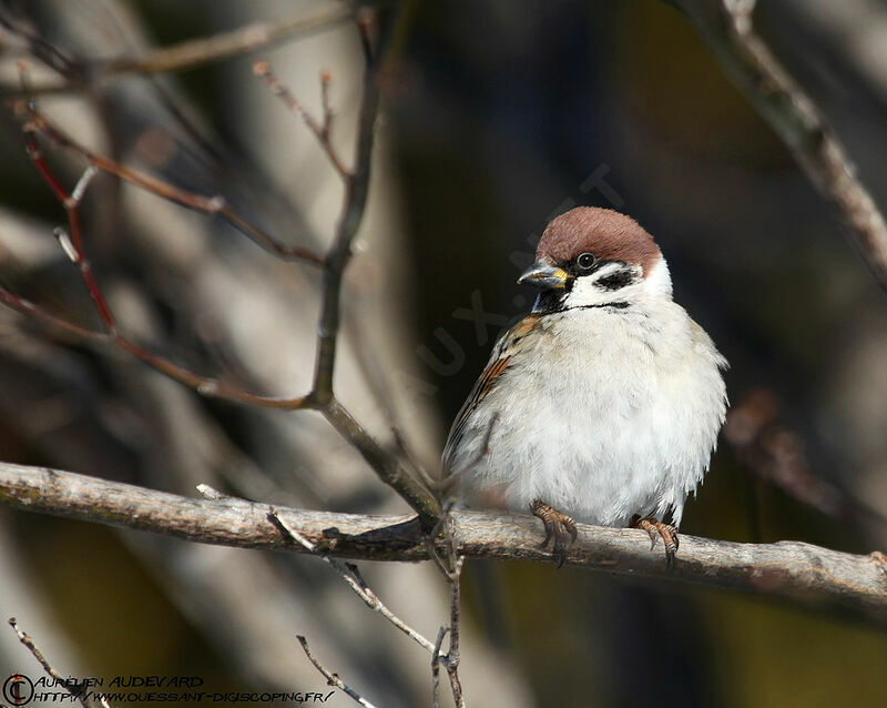 Moineau friquetadulte internuptial, identification