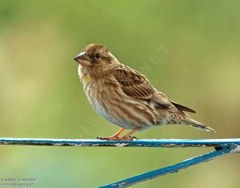 Moineau soulcieadulte nuptial, identification