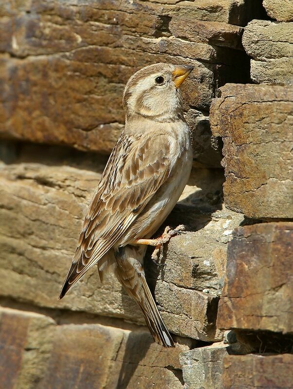 Rock Sparrowadult breeding, Reproduction-nesting