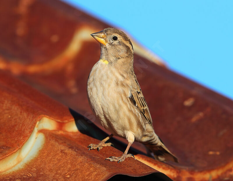 Rock Sparrow, identification