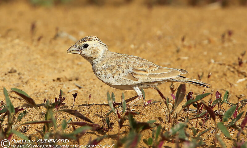 Black-crowned Sparrow-Lark female adult