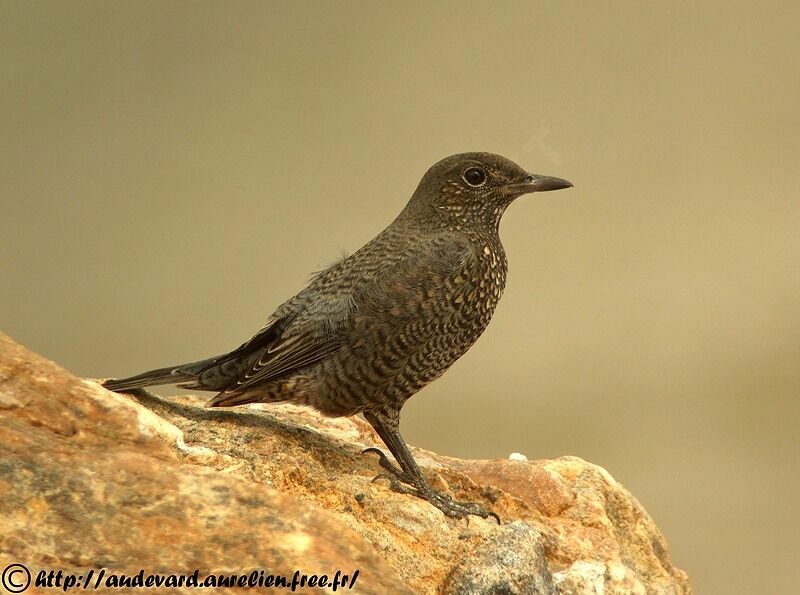 Blue Rock Thrush