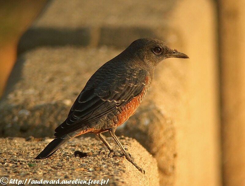 Blue Rock Thrush male immature