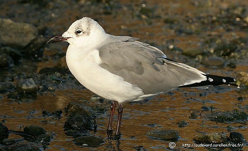 Laughing Gull