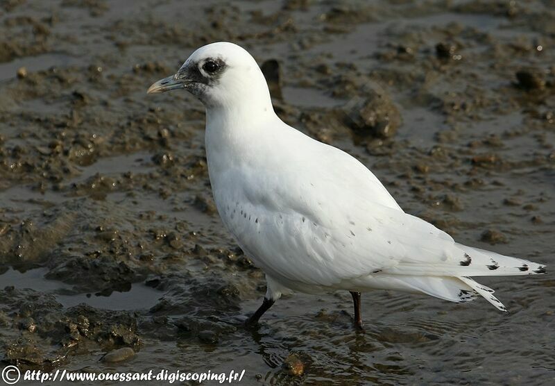 Ivory Gull