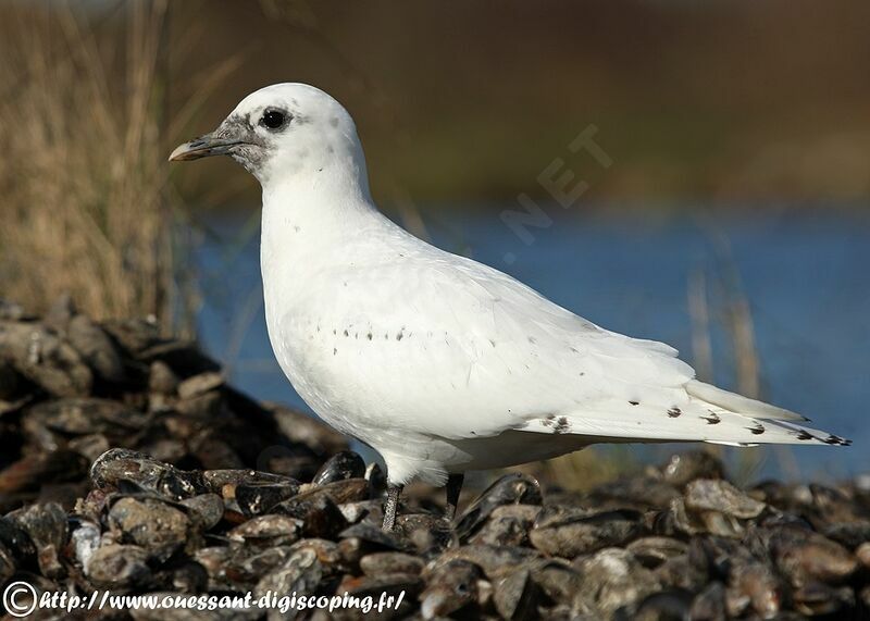 Mouette blanche, identification