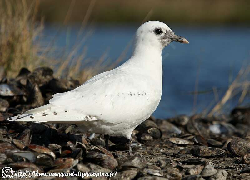 Mouette blanche1ère année, identification