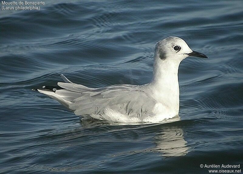 Mouette de Bonaparte