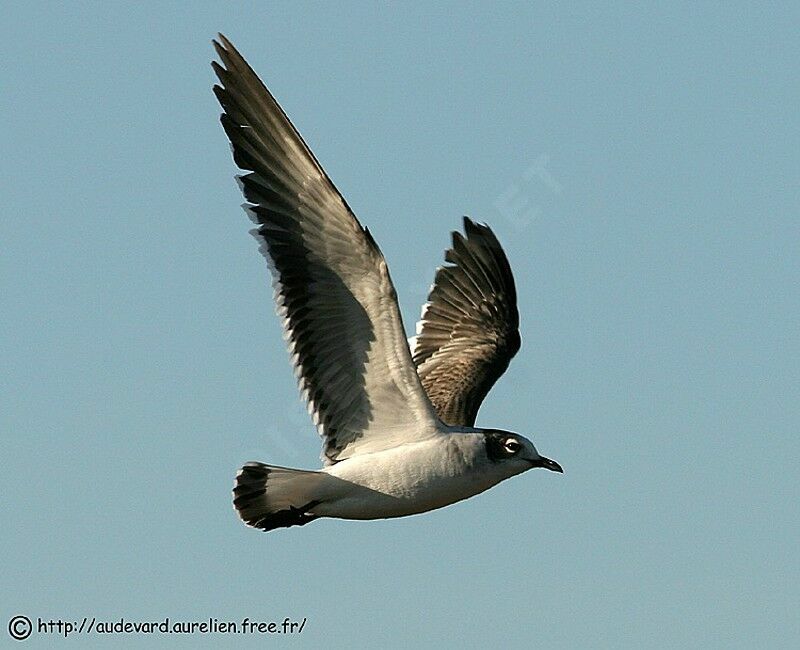 Mouette de Franklin