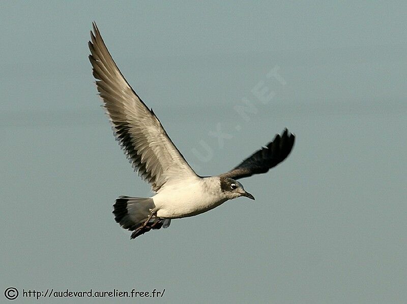 Mouette de Franklin