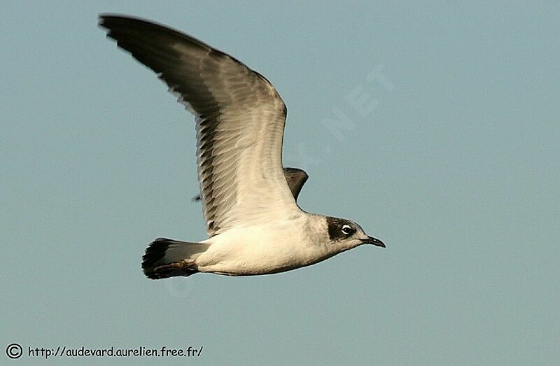 Franklin's Gull