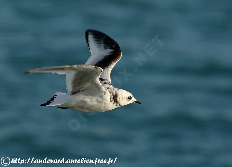 Ross's Gull