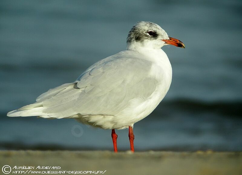 Mediterranean Gull