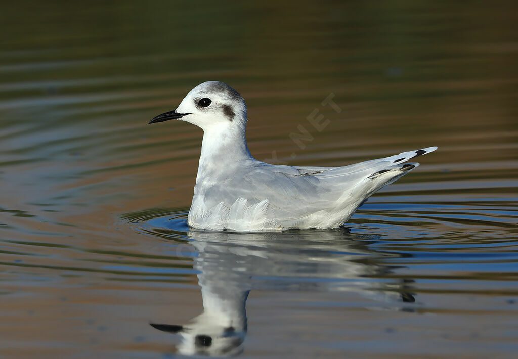 Mouette pygmée2ème année, identification