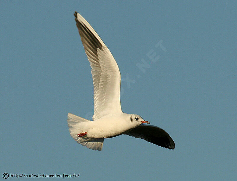 Black-headed Gull