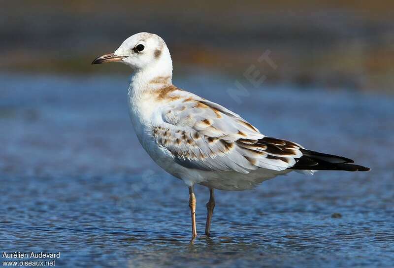 Mouette rieusejuvénile, identification