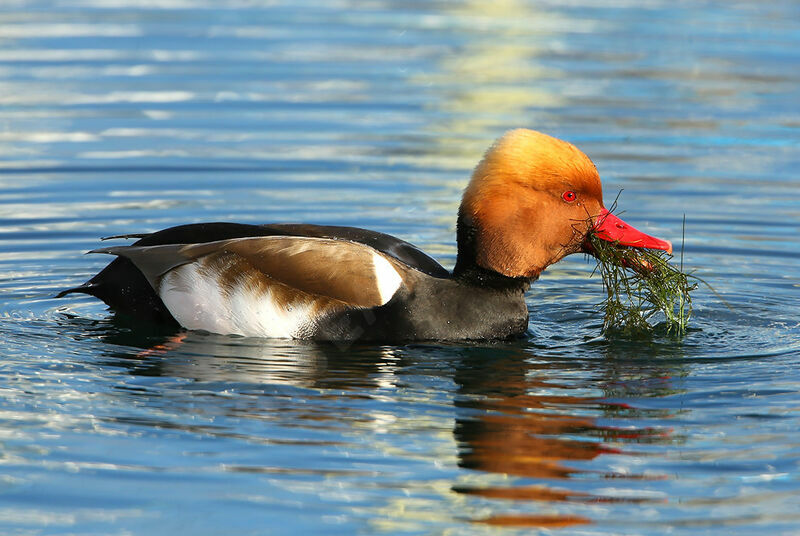 Red-crested Pochard