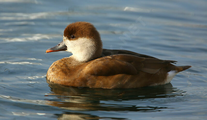 Nette rousse femelle adulte nuptial, identification