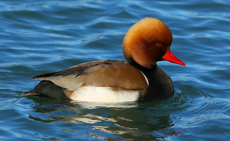 Nette rousse mâle adulte nuptial