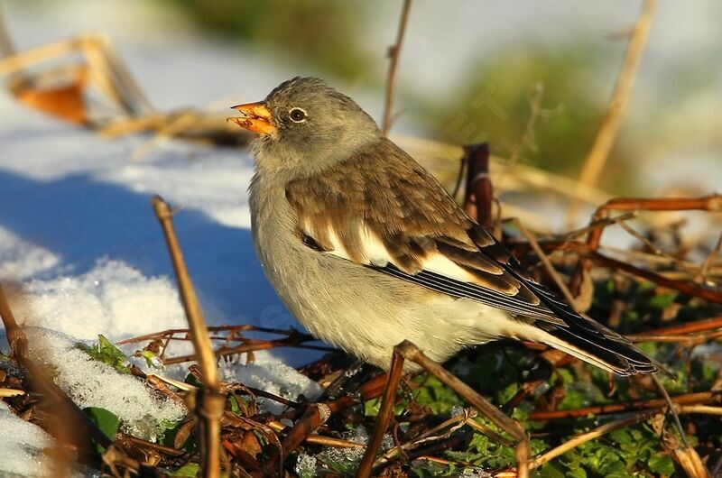 White-winged Snowfinch