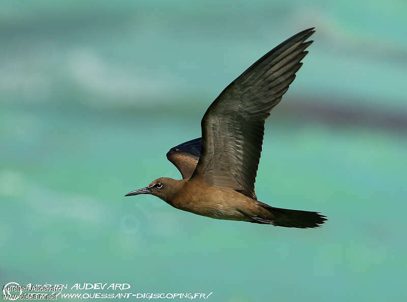 Brown Noddyjuvenile, Flight