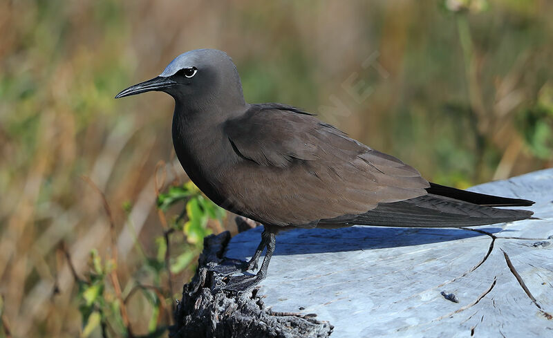 Brown Noddyadult, identification