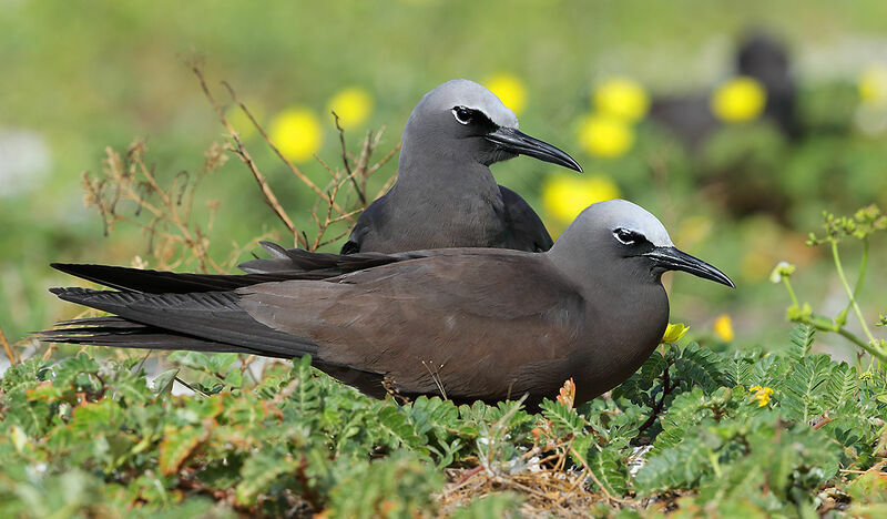 Brown Noddyadult breeding, courting display