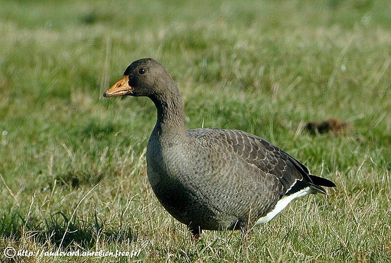 Greater White-fronted Goose (flavirostris)juvenile