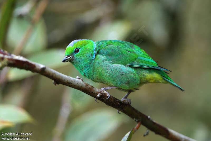 Golden-browed Chlorophonia