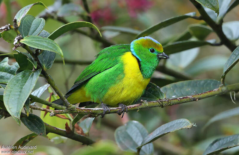 Golden-browed Chlorophoniaadult, identification