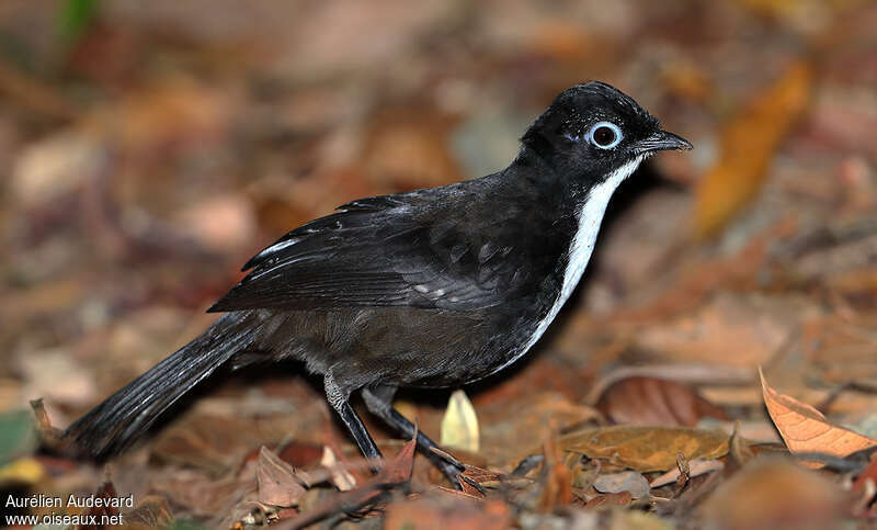 Chowchilla male adult, identification