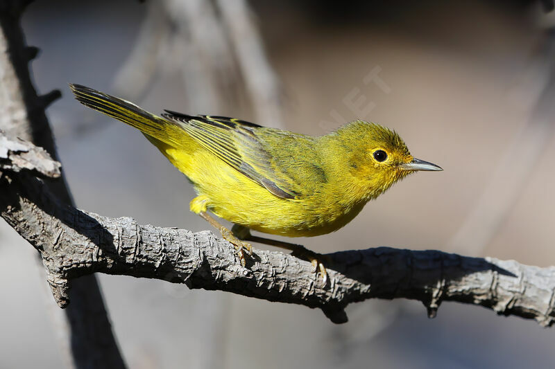 Mangrove Warbler