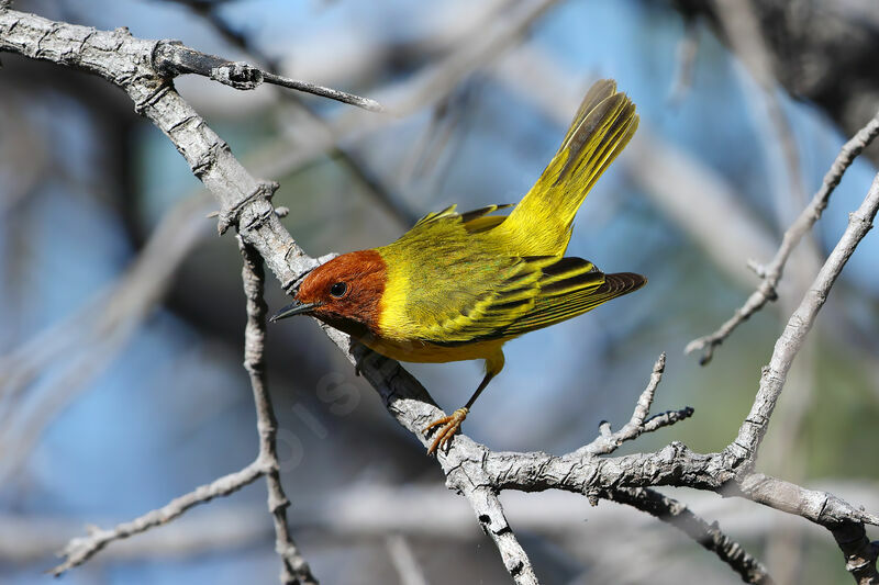 Mangrove Warbler male adult breeding, identification