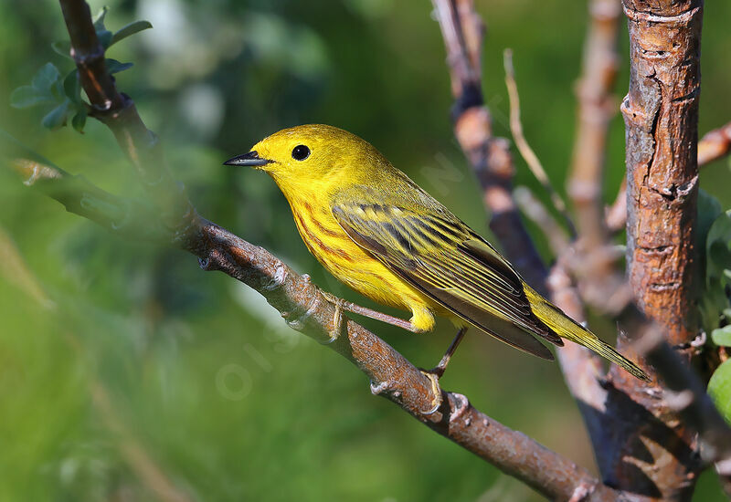 Paruline jaune mâle adulte nuptial, identification