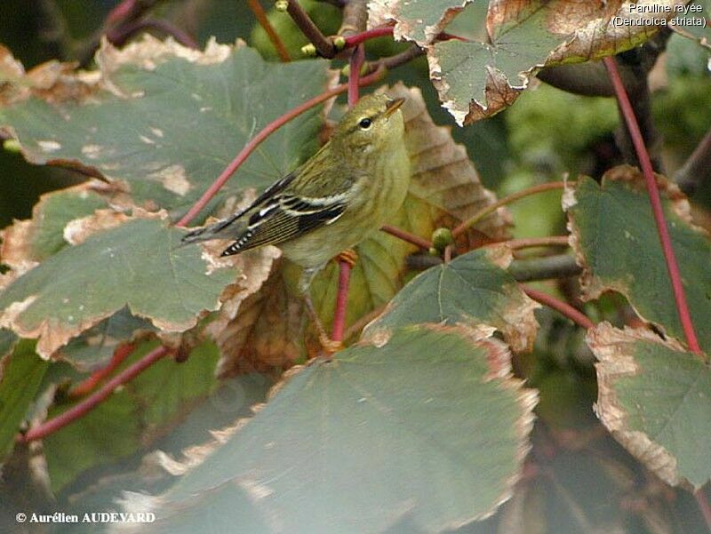 Paruline rayée