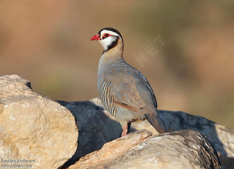 Arabian Partridgeadult, identification