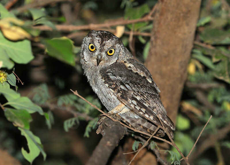 Arabian Scops Owl