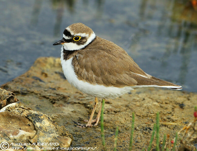 Little Ringed Plover