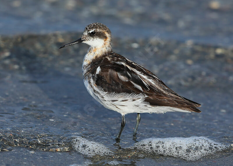 Phalarope à bec étroitadulte transition, identification